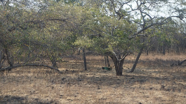 Semak-semak di Baluran 