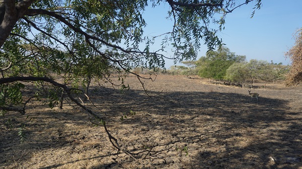 Semak-semak di Baluran 