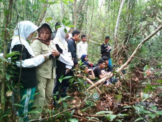 Para peserta MSN mempelajari aneka ragam tumbuhan di Sebangau