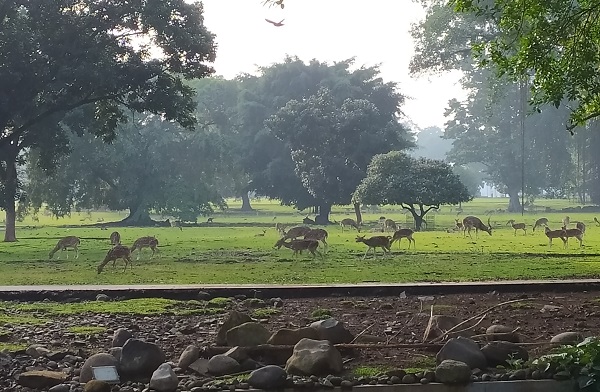 Keunikan Kebun Raya Bogor, khususnya Istana Bogornya, salah satunya karena keberadaan rusa-rusa yang didatangkan langsung dari Nepal dan tetap terjaga dari dulu sampai sekarang