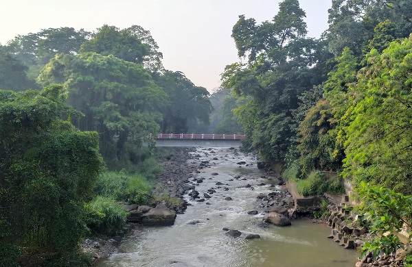 Aliran sungai terlihat alami dengan rindang pohon-pohon hijau di Kebun Raya Bogor