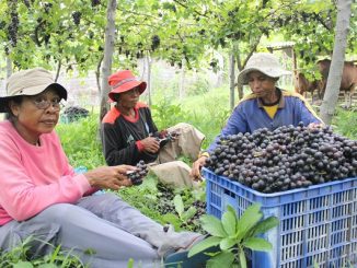 Panen anggur di kebun anggur Komang Sutama di Umanyar, Kecamatan Seririt, Buleleng