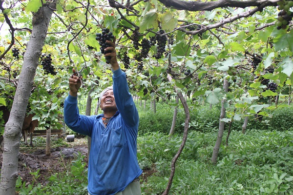 Panen anggur di kebun anggur Komang Sutama di Umanyar, Kecamatan Seririt, Buleleng