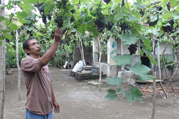 Petani anggur Made Mangka di Desa Banyupoh, Gerokgak, Buleleng
