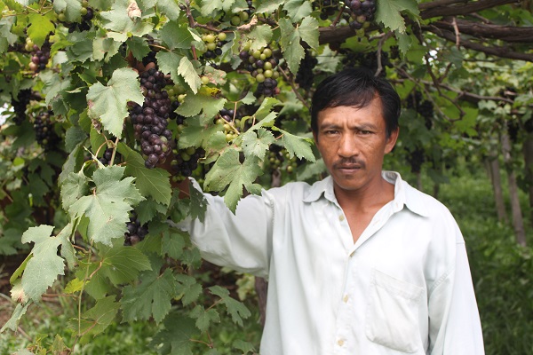 Petani anggur Komang Sutama di Umanyar, Kecamatan Seririt, Buleleng