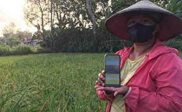 e-rice detector, UMM, penyakit padi
