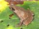 Jenis baru katak dari marga Megophrys. (KalderaNews.com/Dok.BRIN)