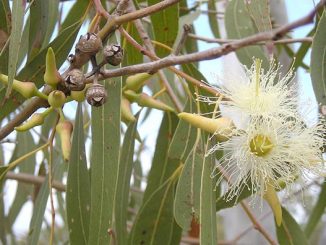 Tanaman Eucalyptus. (Ist.)