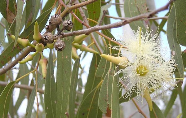 Tanaman Eucalyptus. (Ist.)