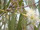 Tanaman Eucalyptus. (Ist.)