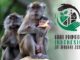 Ikon dan logo Hari Primata Indonesia. (repro kalderanews.com)